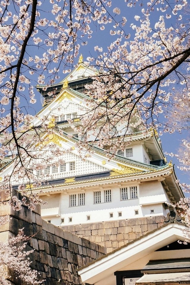 Обои небо, цветение, япония, весна, дворец, осака, the sky, flowering, japan, spring, palace, osaka разрешение 1920x1282 Загрузить