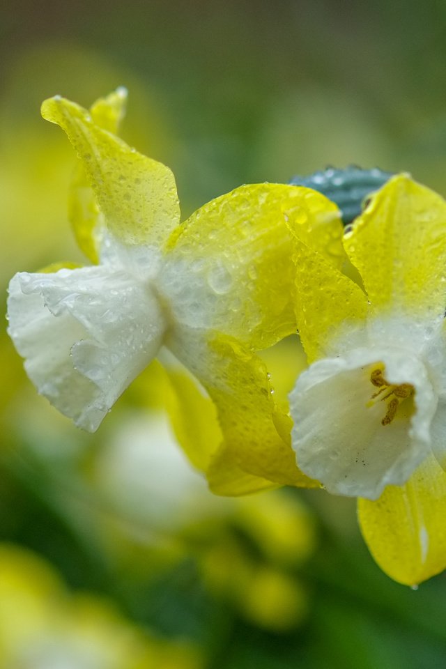 Обои цветы, природа, фон, капли, весна, нарциссы, flowers, nature, background, drops, spring, daffodils разрешение 3968x2430 Загрузить