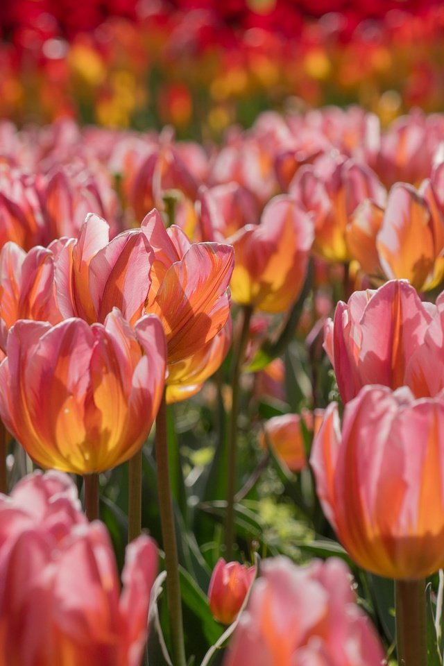 Обои цветы, бутоны, весна, тюльпаны, много, flowers, buds, spring, tulips, a lot разрешение 2048x1365 Загрузить