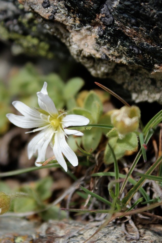 Обои природа, фон, лепестки, белый цветок, nature, background, petals, white flower разрешение 3289x3289 Загрузить