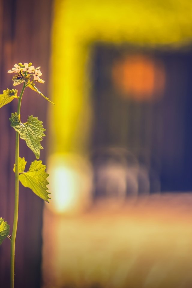 Обои трава, фон, забор, размытость, растение, grass, background, the fence, blur, plant разрешение 2560x1607 Загрузить