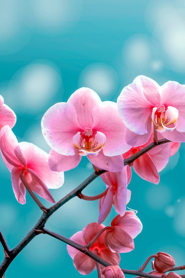 Обои цветы, бутоны, фон, лепестки, орхидея, ozturk mustafa, flowers, buds, background, petals, orchid, mustafa ozturk разрешение 1920x1200 Загрузить