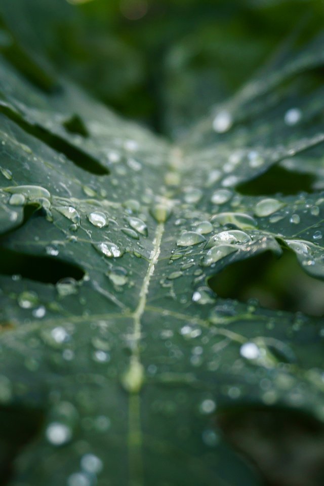 Обои макро, капли, лист, дождь, растение, macro, drops, sheet, rain, plant разрешение 3840x2400 Загрузить