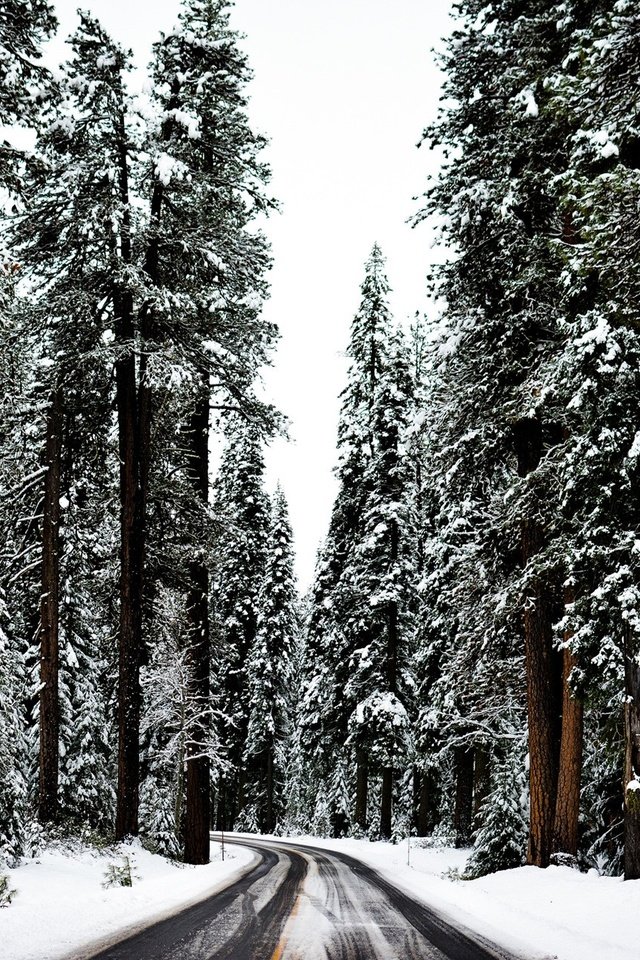 Обои дорога, деревья, снег, лес, зима, хвойный лес, road, trees, snow, forest, winter, coniferous forest разрешение 1920x1281 Загрузить