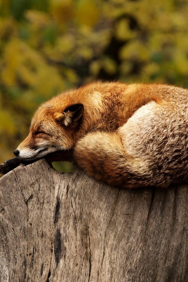 Обои лиса, лисица, животное, пень, дикая природа, fox, animal, stump, wildlife разрешение 1920x1200 Загрузить