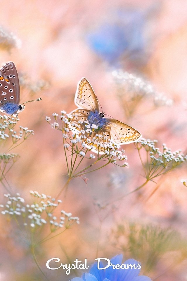Обои цветы, крылья, насекомые, размытость, бабочки, tatyana krylova, татьяна крылова, flowers, wings, insects, blur, butterfly разрешение 2000x1387 Загрузить