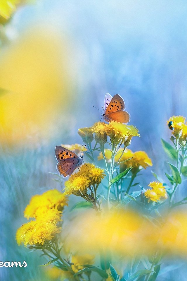 Обои крылья, насекомые, размытость, бабочки, желтые цветы, tatyana krylova, татьяна крылова, wings, insects, blur, butterfly, yellow flowers разрешение 2000x1365 Загрузить