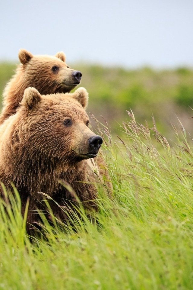 Обои трава, природа, лето, медведь, полевые цветы, медведи, grass, nature, summer, bear, wildflowers, bears разрешение 1920x1200 Загрузить