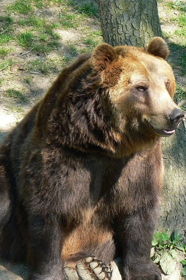 Обои морда, дерево, лапы, медведь, бурый медведь, сидя, face, tree, paws, bear, brown bear, sitting разрешение 1920x1200 Загрузить