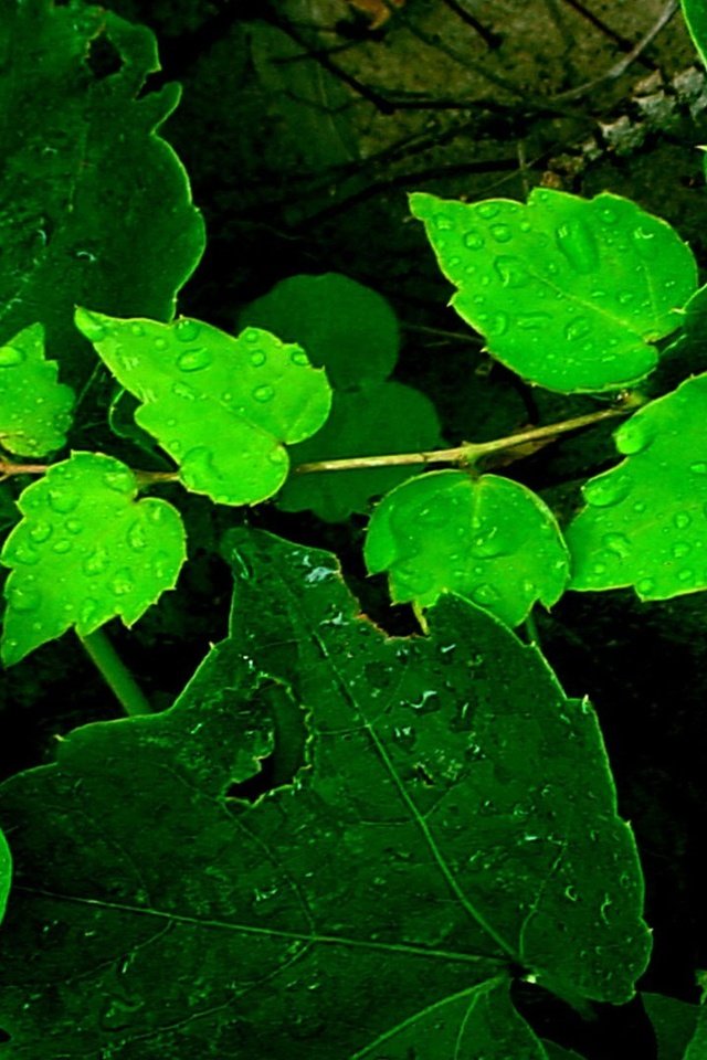 Обои природа, зеленые листья, зелень, листья, роса, капли, листва, дождь, зеленые листья, nature, greens, leaves, rosa, drops, foliage, rain, green leaves разрешение 1920x1080 Загрузить