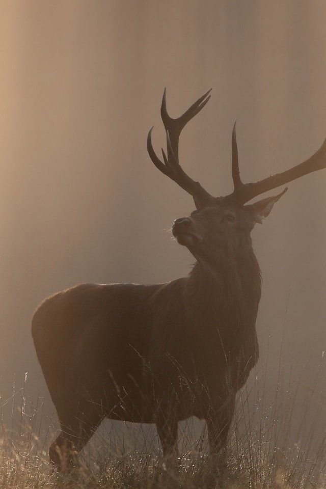 Обои природа, олень, туман, осень, рога, солнечный свет, nature, deer, fog, autumn, horns, sunlight разрешение 2048x1081 Загрузить