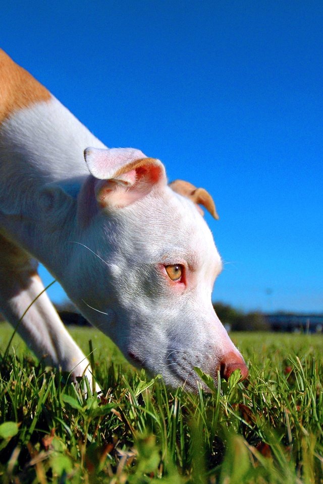 Обои собака, щенок, крупный план, газон, питбультерьер, питбуль, dog, puppy, close-up, lawn, pit bull terrier, pit bull разрешение 2500x1662 Загрузить