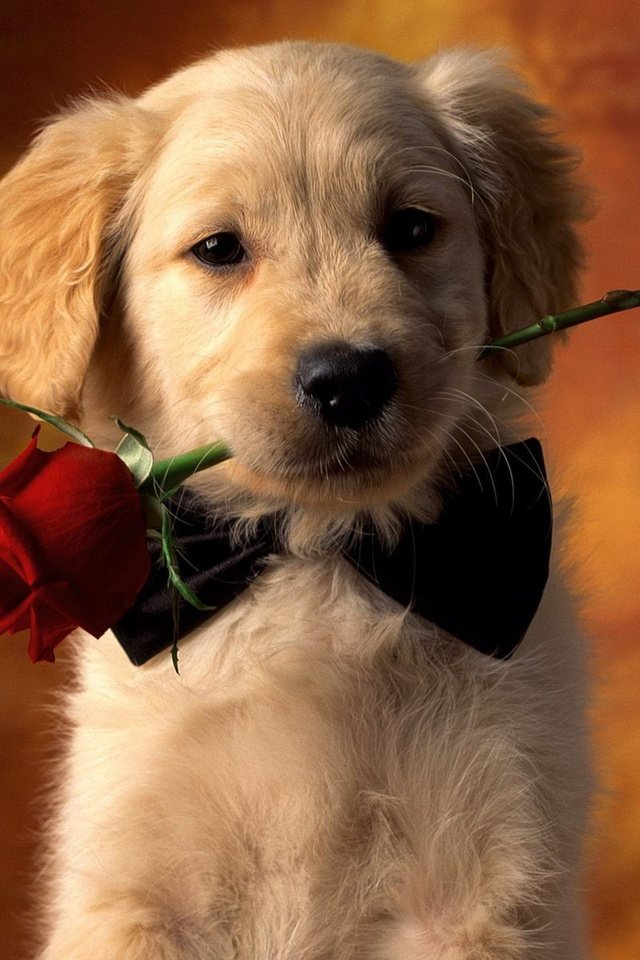 Обои цветок, собака, щенок, красная роза, золотистый ретривер, flower, dog, puppy, red rose, golden retriever разрешение 2560x2048 Загрузить