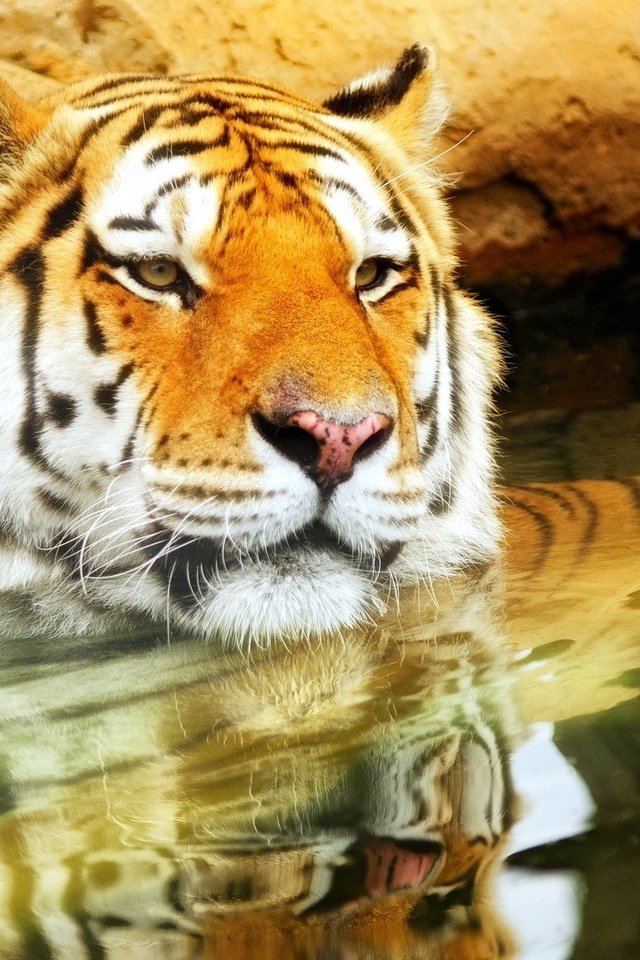 Обои тигр, морда, вода, усы, кошка, взгляд, хищник, tiger, face, water, mustache, cat, look, predator разрешение 1920x1200 Загрузить