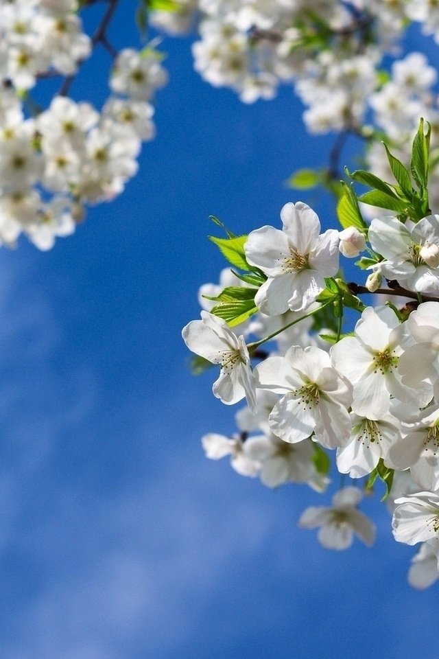 Обои цветы, природа, цветение, весна, вишня, flowers, nature, flowering, spring, cherry разрешение 1920x1080 Загрузить