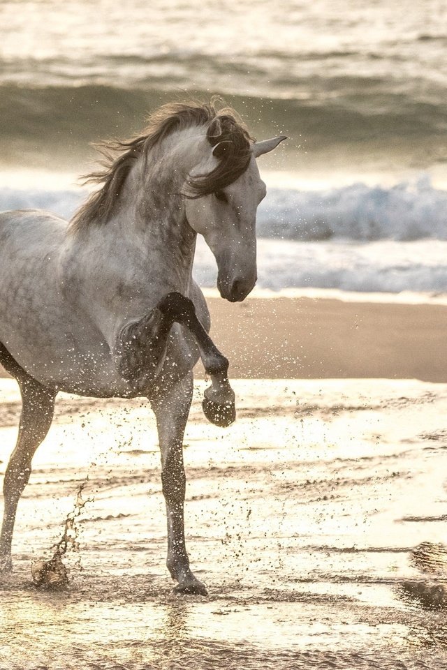 Обои лошадь, море, песок, пляж, конь, грива, копыта, конь . жеребец, horse, sea, sand, beach, mane, hooves, horse . stallion разрешение 1920x1333 Загрузить