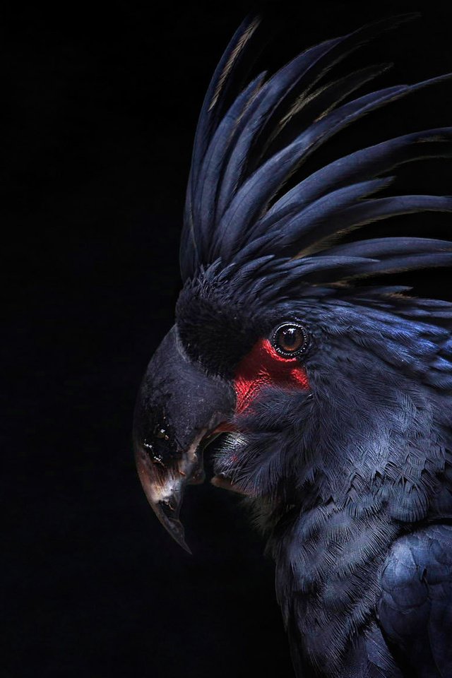 Обои птица, черный фон, перья, попугай, какаду, хохолок, bird, black background, feathers, parrot, cockatoo, crest разрешение 1920x1140 Загрузить