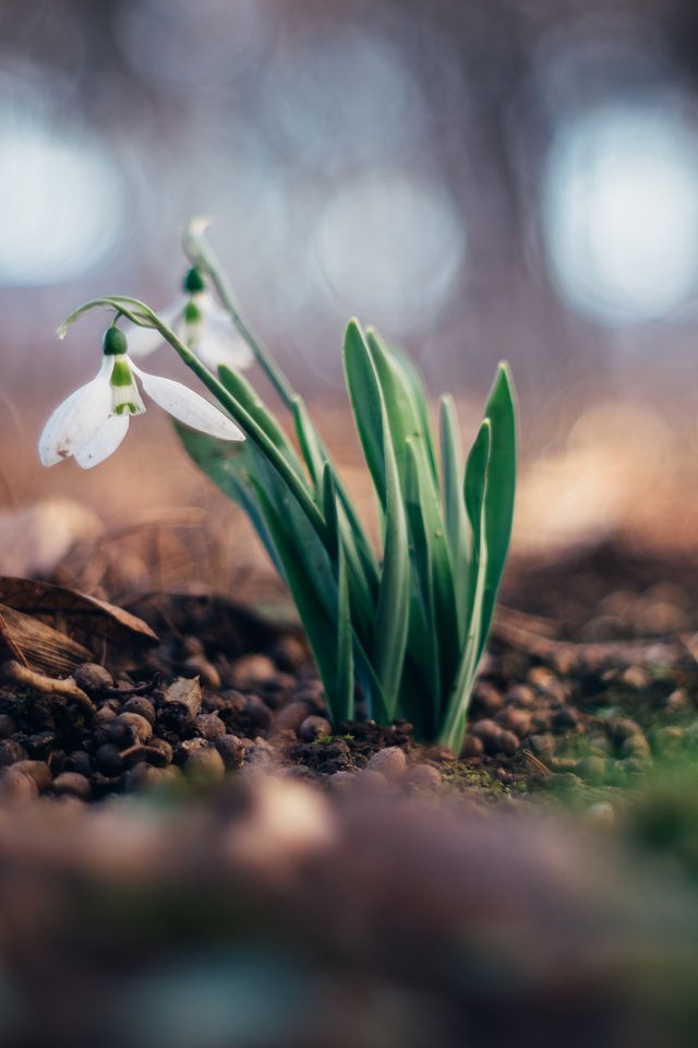 Обои цветы, весна, подснежники, flowers, spring, snowdrops разрешение 3840x2400 Загрузить