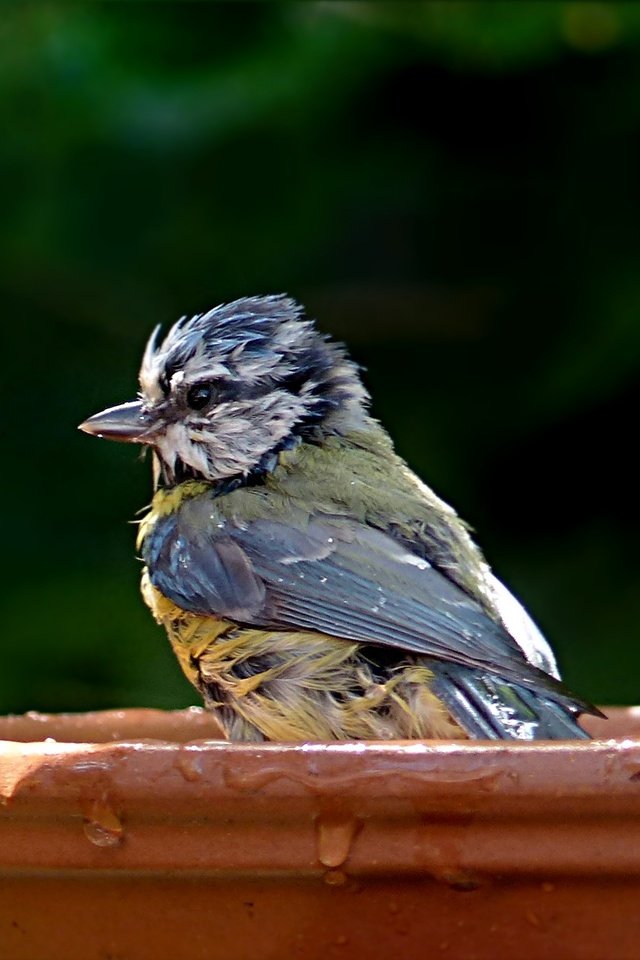 Обои капли, птица, клюв, перья, купание, синица, лазоревка, влда, drops, bird, beak, feathers, bathing, tit, blue tit, vlda разрешение 2771x1457 Загрузить