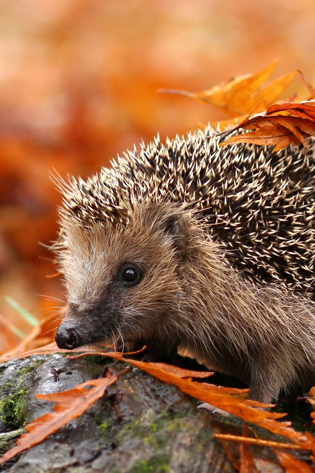 Обои листья, осень, животное, ежик, еж, осенние листья, leaves, autumn, animal, hedgehog, autumn leaves разрешение 3840x2400 Загрузить