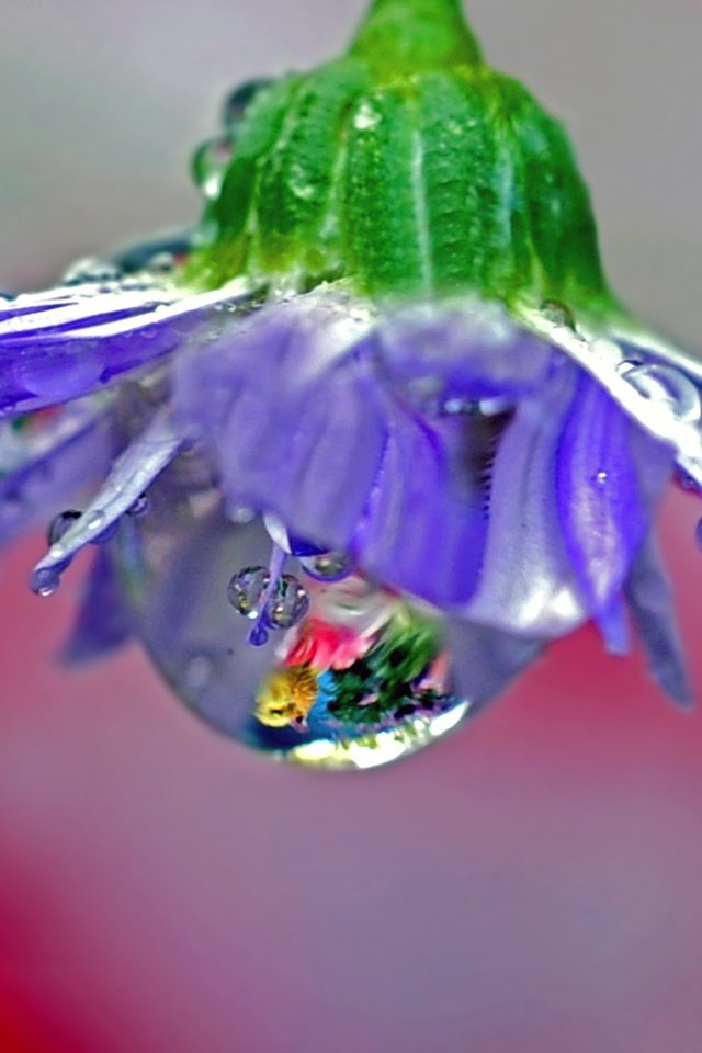 Обои макро, отражение, цветок, роса, лепестки, голубой, macro, reflection, flower, rosa, petals, blue разрешение 2560x1600 Загрузить