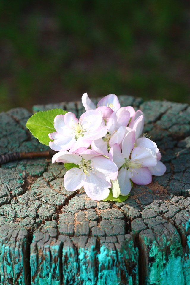 Обои цветы, веточка, яблоня, пень, flowers, sprig, apple, stump разрешение 1920x1280 Загрузить