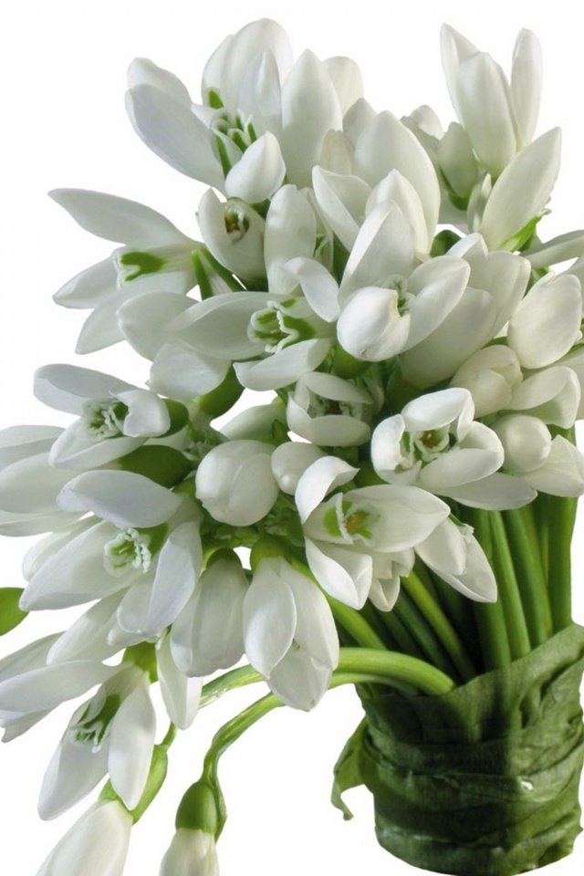 Обои цветы, весна, букет, белый фон, белые, подснежники, flowers, spring, bouquet, white background, white, snowdrops разрешение 3840x2400 Загрузить