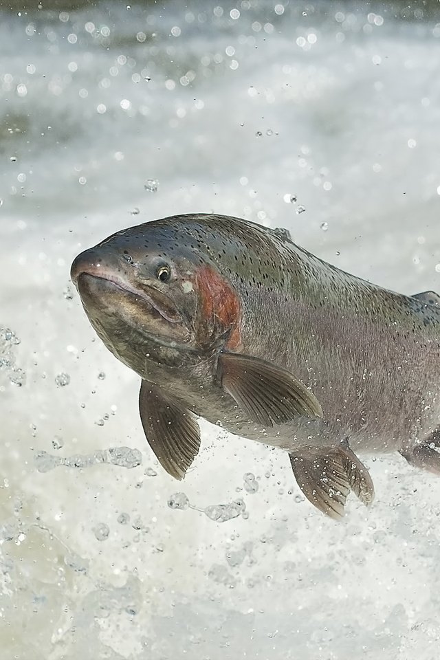 Обои вода, река, прыжок, рыба, каскад, лосось, нерест, water, river, jump, fish, cascade, salmon разрешение 2047x1189 Загрузить