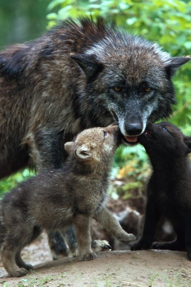 Обои семья, забота, волки, волк, волчица, детеныши, волчата, family, care, wolves, wolf, cubs, the cubs разрешение 1920x1280 Загрузить