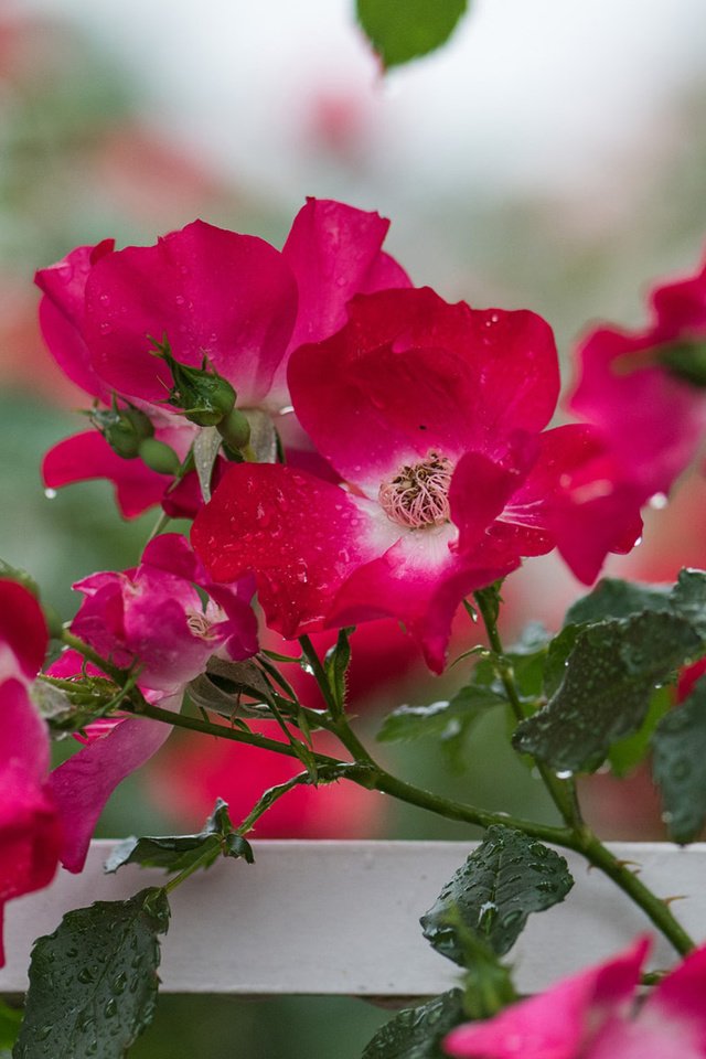 Обои цветы, капли, розы, лепестки, куст, flowers, drops, roses, petals, bush разрешение 1920x1200 Загрузить