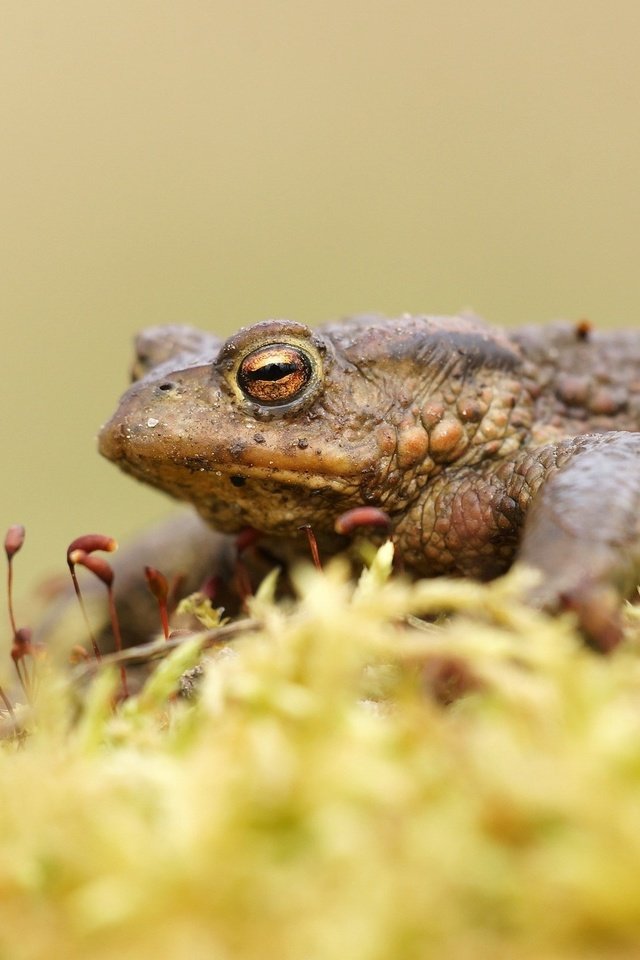 Обои лягушка, мох, жаба, земноводные, frog, moss, toad, amphibians разрешение 2560x1600 Загрузить