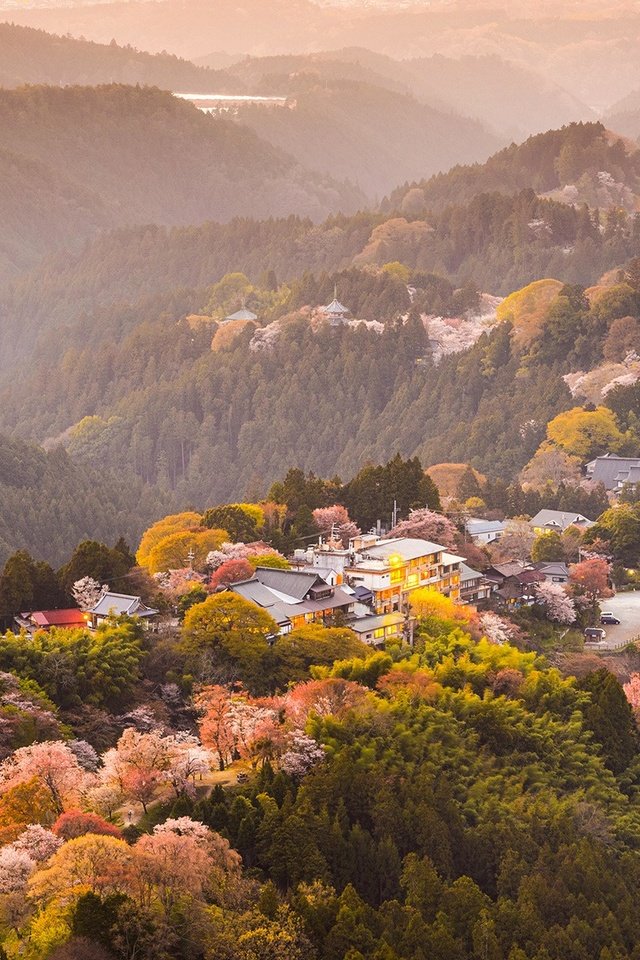 Обои деревья, горы, цветение, город, япония, весна, сакура, yoshino, trees, mountains, flowering, the city, japan, spring, sakura разрешение 1920x1200 Загрузить