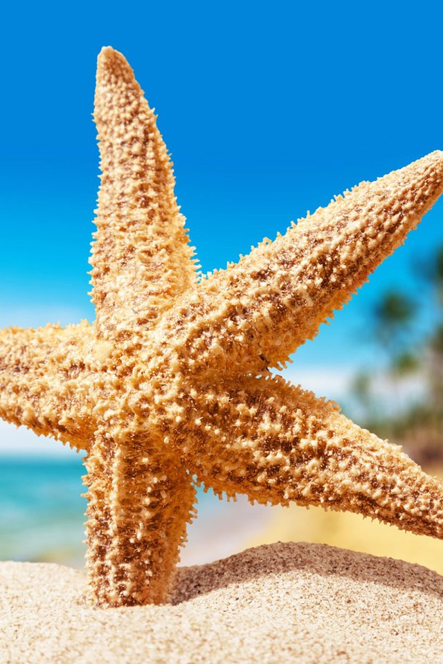 Обои макро, песок, пляж, морская звезда, macro, sand, beach, starfish разрешение 1920x1200 Загрузить