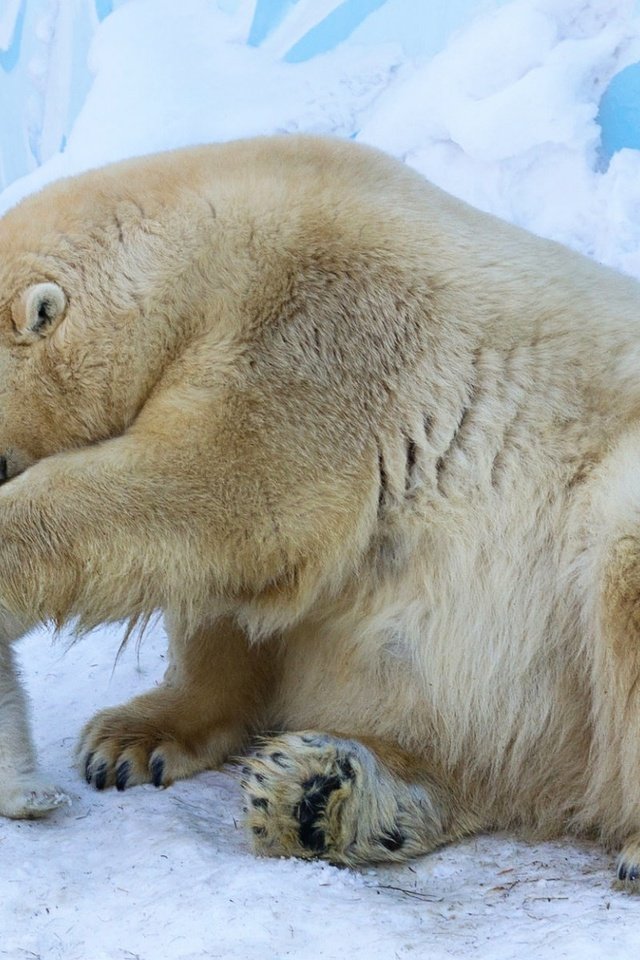 Обои животные, полярный медведь, медведи, белый медведь, зоопарк, детеныш, медвежонок, animals, polar bear, bears, zoo, cub, bear разрешение 1920x1200 Загрузить