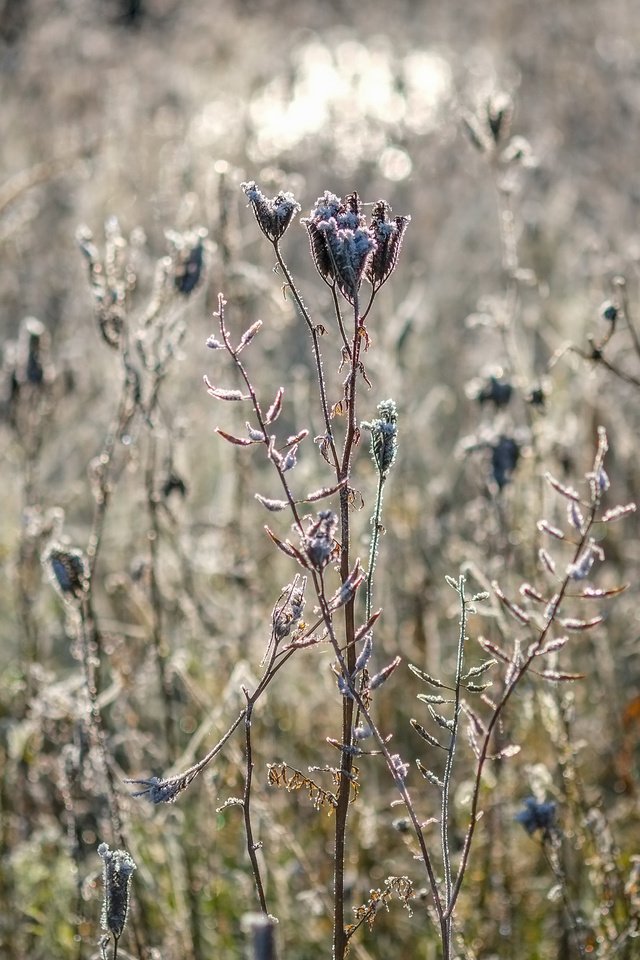 Обои цветы, трава, природа, растения, сухие, flowers, grass, nature, plants, dry разрешение 4896x3264 Загрузить