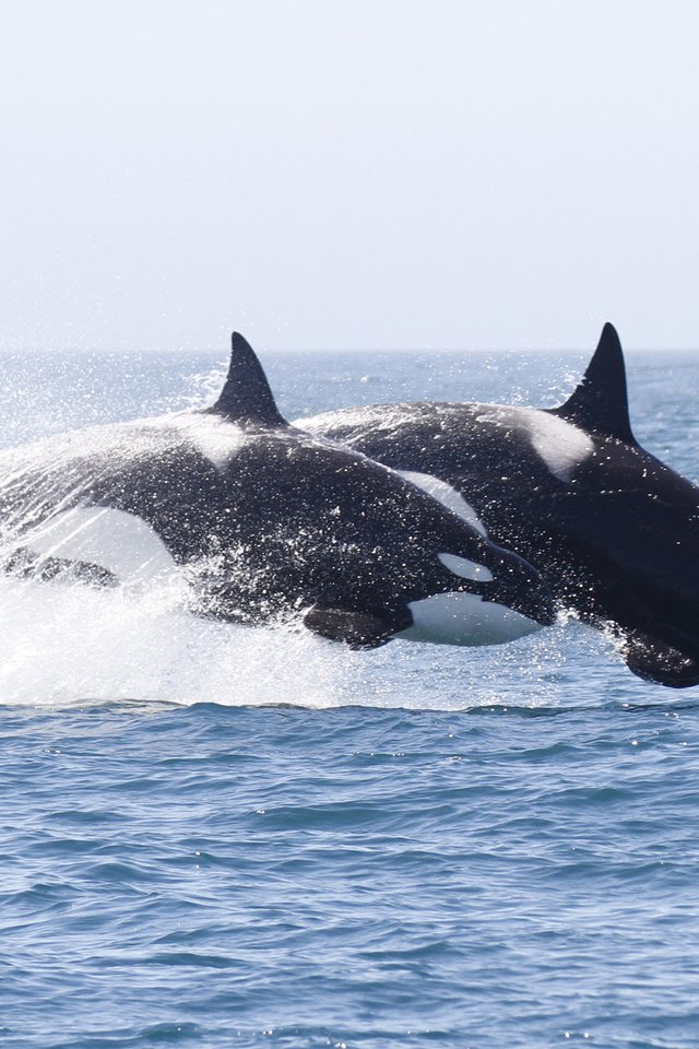 Обои вода, брызги, кит, косатка, water, squirt, kit, orca разрешение 3887x2186 Загрузить