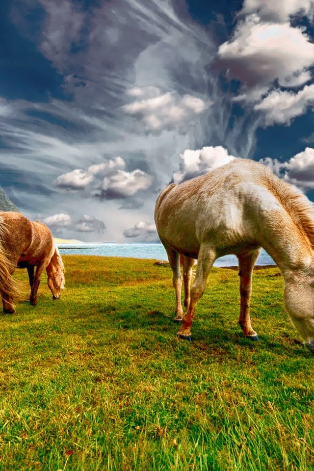 Обои небо, трава, облака, пара, лошади, кони, пастбище, the sky, grass, clouds, pair, horse, horses, pasture разрешение 2000x1333 Загрузить