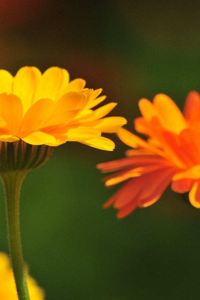 Обои цветы, лепестки, стебли, календула, flowers, petals, stems, calendula разрешение 4288x2848 Загрузить