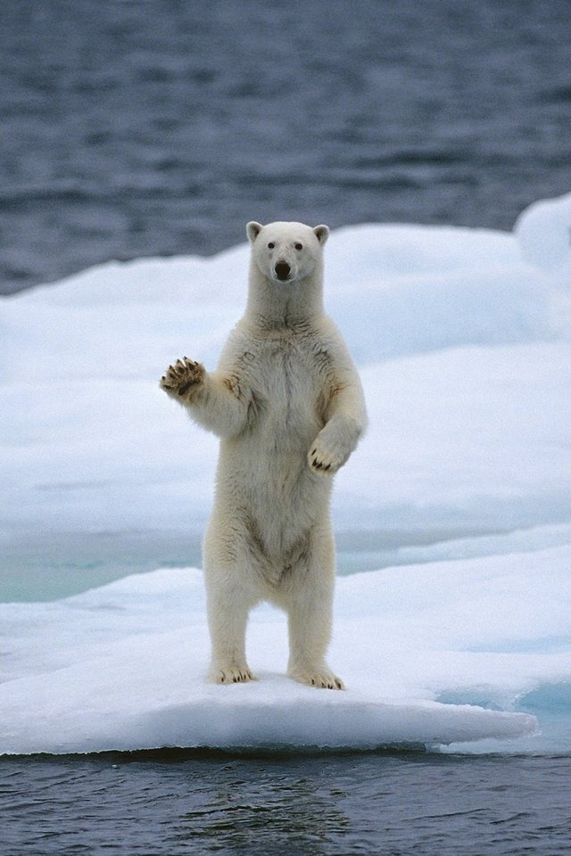 Обои вода, медведь, белый медведь, льдина, water, bear, polar bear, floe разрешение 2560x1536 Загрузить