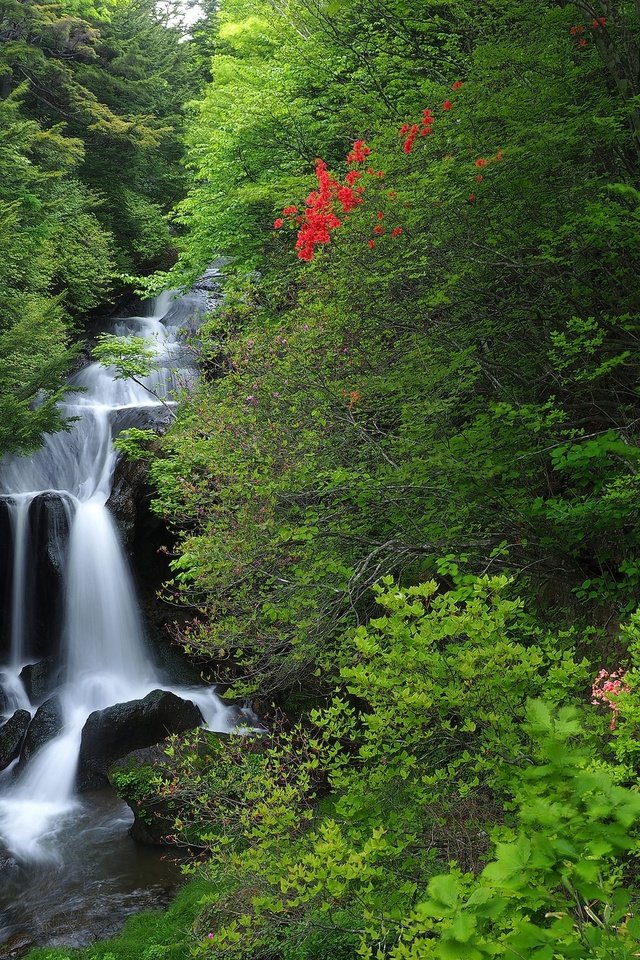 Обои лес, водопад, япония, японии, хонсю, каскад, nikko national park, национальный парк никко, forest, waterfall, japan, honshu, cascade, national park nikko разрешение 2048x1536 Загрузить