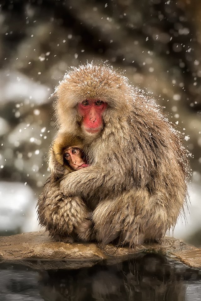 Обои снег, зима, ребенок, обезьяны, мать, японский макак, snow, winter, child, monkey, mother, japanese macaques разрешение 1920x1280 Загрузить