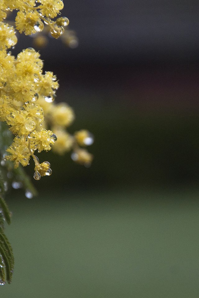 Обои цветы, ветка, листья, капли, весна, мимоза, акация серебристая, flowers, branch, leaves, drops, spring, mimosa, acacia silver разрешение 1920x1200 Загрузить