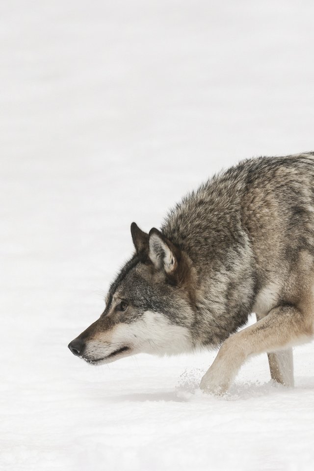 Обои морда, снег, зима, взгляд, хищник, волк, face, snow, winter, look, predator, wolf разрешение 3840x2400 Загрузить