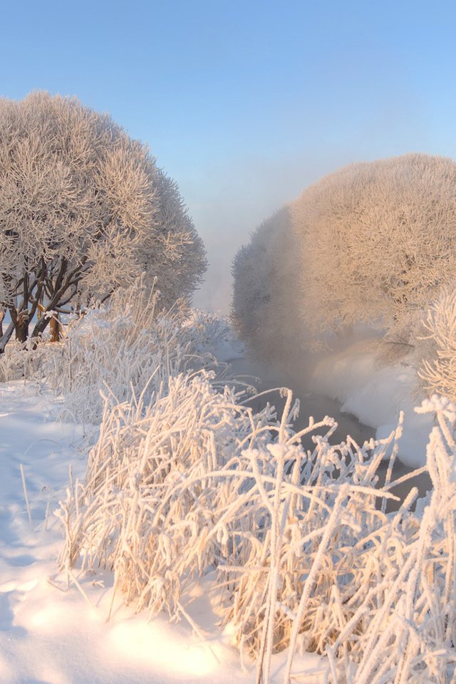 Обои небо, деревья, снег, природа, зима, мороз, иней, эдуард гордеев, the sky, trees, snow, nature, winter, frost, eduard gordeev разрешение 1920x1200 Загрузить