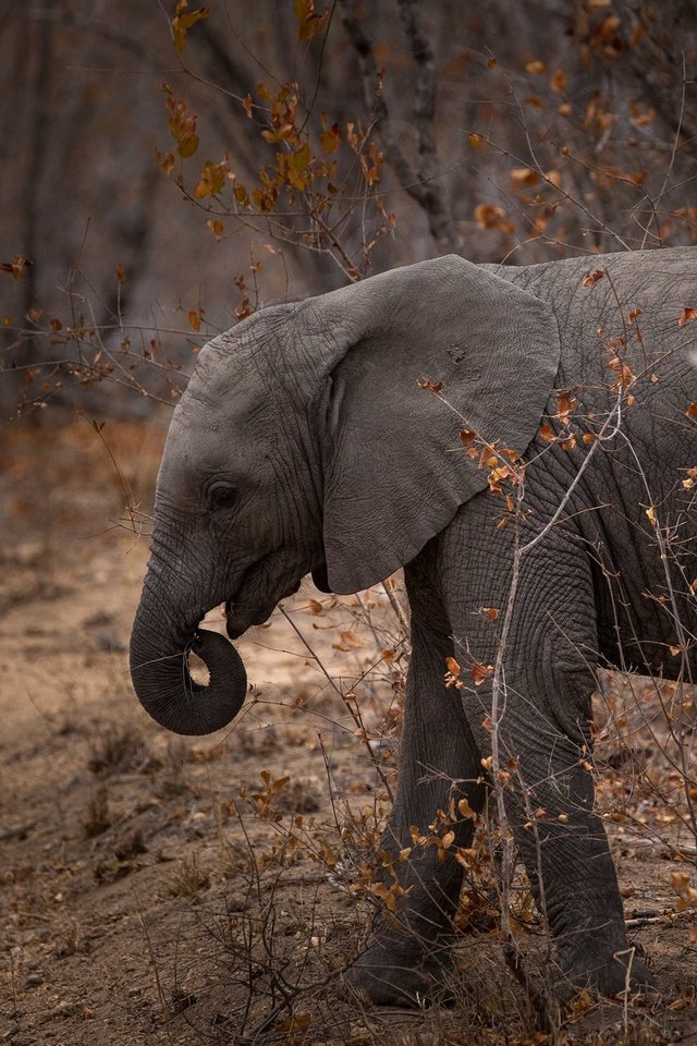 Обои природа, слон, хобот, слоненок, nature, elephant, trunk разрешение 2560x1600 Загрузить