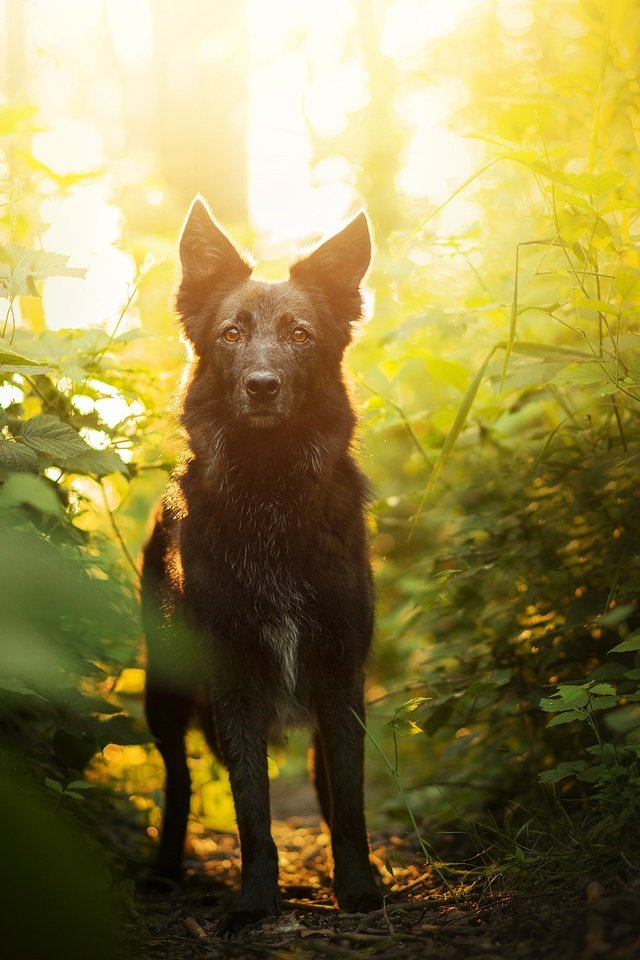 Обои зелень, мордочка, взгляд, собака, боке, элина, greens, muzzle, look, dog, bokeh, elina разрешение 2048x1367 Загрузить