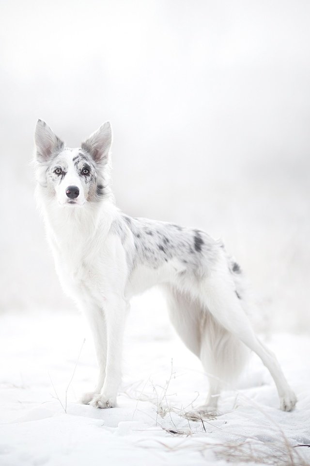 Обои снег, природа, зима, собака, австралийская овчарка, alicja zmysłowska, snow, nature, winter, dog, australian shepherd разрешение 2048x1365 Загрузить