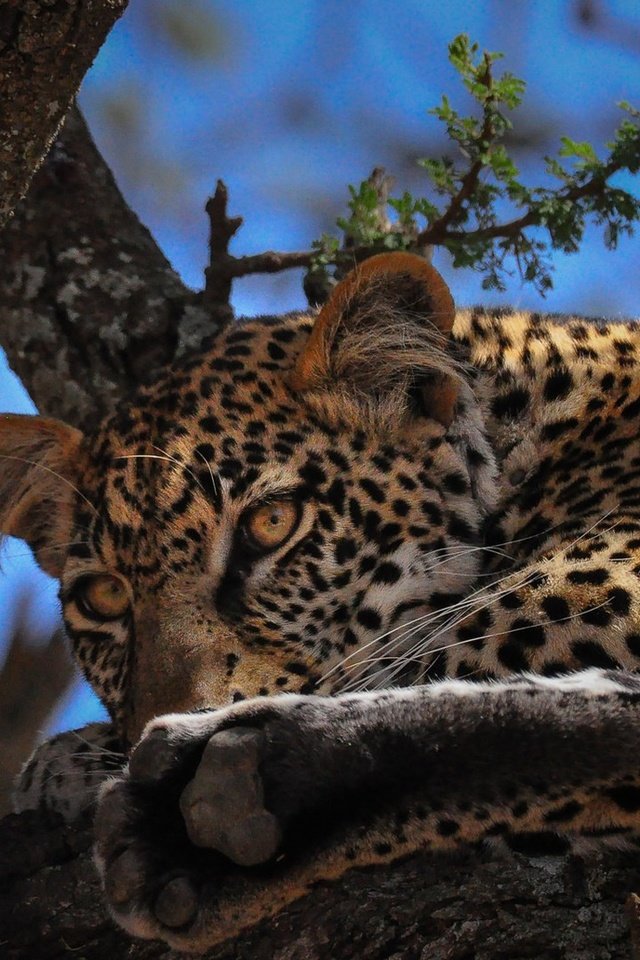 Обои глаза, дерево, мордочка, взгляд, леопард, большая кошка, eyes, tree, muzzle, look, leopard, big cat разрешение 1920x1080 Загрузить