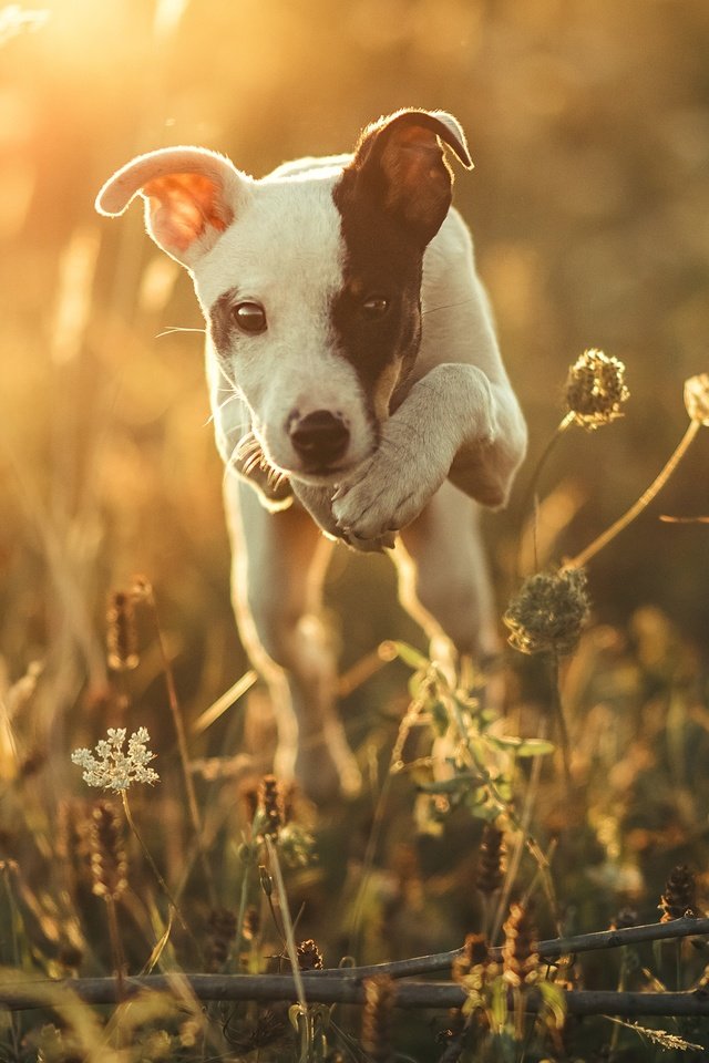 Обои свет, природа, утро, мордочка, взгляд, собака, щенок, друг, light, nature, morning, muzzle, look, dog, puppy, each разрешение 3478x1957 Загрузить