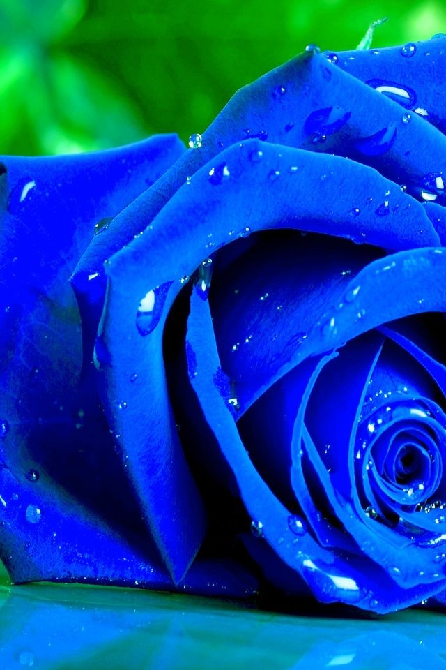 Обои макро, цветок, капли, роза, лепестки, бутон, синяя, macro, flower, drops, rose, petals, bud, blue разрешение 2560x1600 Загрузить